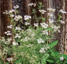  ?? Pam Peirce/Special to The Chronicle ?? Don’t stop eating cilantro when it blooms. The flowers are as tender and tasty as the leaves.