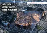  ??  ?? A lovely deep-water dock flounder
