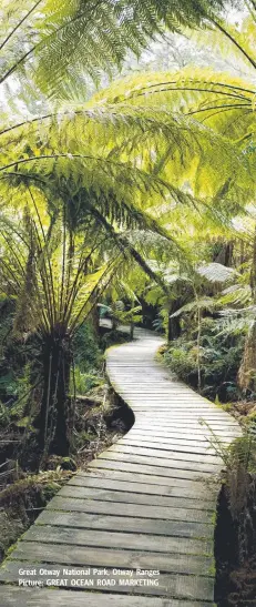  ??  ?? Great Otway National Park, Otway Ranges Picture: GREAT OCEAN ROAD MARKETING