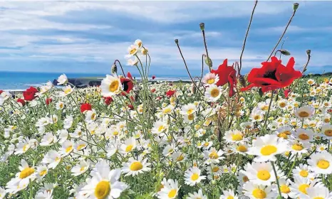  ?? ?? BUGS AND BIRDS’ DELIGHT: Seed-bearing plants have been sown on the Angus coast to recreate once-common habitats.