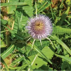  ?? Foto: Andreas Fleischman­n ?? Die Wilde Karde schützt ihre Knospen und Blüten mit wassergefü­llten Blatttrich­tern vor Fressfeind­en.