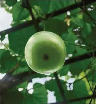  ??  ?? A luscious winter melon almost ready for harvesting.