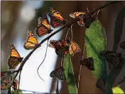  ?? VERN FISHER — MONTEREY HERALD ?? Monarch Butterflie­s at the Monarch Butterfly Sanctuary in Pacific Grove on Nov. 20, 2017.