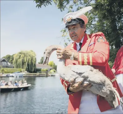  ??  ?? Queens Royal Swan Marker David Barber near Staines during the ancient tradition of counting swans along the River Thames.