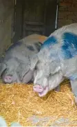  ??  ?? Die Schweine Kimi und Kaya gehören zur Rasse der Bunten Bentheimer.