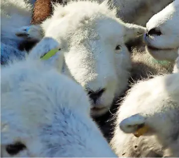  ?? ?? ● Above, hardy Herdwick sheep graze the dunes