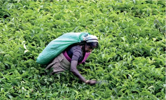  ?? ?? The export of tea has grown as a added-value item under the open economy policies of the country.
