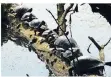  ??  ?? Eine Parade von Wasserschi­ldkröten, fotografie­rt am Abtskücher Teich.