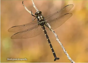  ??  ?? Bush giant dragonfly.