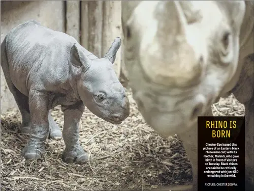  ??  ?? Chester Zoo issued this picture of an Eastern black rhino male calf, with its mother, Malindi, who gave birth in front of visitors on Tuesday. Black rhinos are said to be critically endangered with just 650 remaining in the wild.