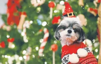  ?? Mary Altaffer, The Associated Press ?? Protect your darling pets from holiday mishaps.