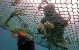  ??  ?? Divers ‘seeding’ a coral nursery during the three-day initiative from Oct 21-23.