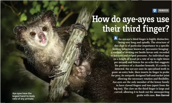  ??  ?? Aye-ayes have the largest hand-to-body ratio of any primate.
