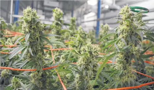  ??  ?? This marijuana in Highland Grown’s secure Antigonish County facility is nearly ready for harvest. AARON BESWICK THE CHRONICLE HERALD