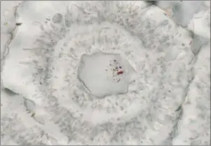  ?? MATT DODD/NATURE PUBLISHING GROUP/AFP ?? This handout image received from the journal shows microscopi­c iron-carbonate (white) rosette with concentric layers of quartz inclusions (grey) and a core of a single quartz crystal with tiny (nanoscopic) inclusions of red hematite from the...