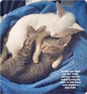  ??  ?? Ice Bear and Bagel are two “foster failures”: Nobody ended up adopting them, so their foster mom decided to keep them.