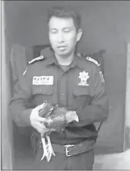  ??  ?? Un agente municipal de Peto con uno de los gallos recuperado­s ayer