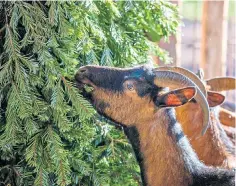  ?? ?? How tasty are thy branches: goats in Istria, Croatia, enjoy a post-christmas snack