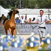  ??  ?? Ce week-end, le stade Rondelli accueiller­a les plus beaux chevaux arabes.
