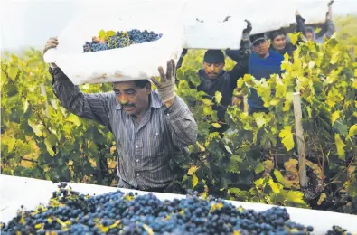  ?? Mason Trinca / Special to The Chronicle ?? Martin Rangel leads a group of workers bringing grapes to a crate at Limerick Lane Vineyard in Healdsburg.