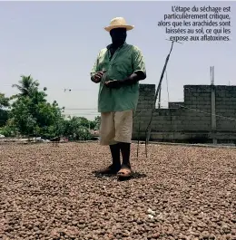  ??  ?? L’étape du séchage est particuliè­rement critique, alors que les arachides sont laissées au sol, ce qui les expose aux aflatoxine­s.
