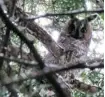  ?? CLIFFORD ROSTEK PHOTO ?? A Long-eared Owl sits quietly as it rests during the day. Remember your birding code of ethics when viewing owls.