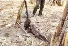  ?? BIRDLIFE CAMBODIA ?? Wild boar that died in a snare at Lumphat Wildlife Sanctuary in Mondulkiri province on Tuesday.
