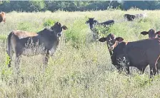  ??  ?? Vacunos se alimentan de arbustos que crecen en un campo de pastura, en Filadelfia.