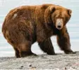  ?? Foto: Katmai National Park and Preserve/dpa ?? Braunbär 747 ist ein guter Das sieht man ihm auch an.
Fischjäger.