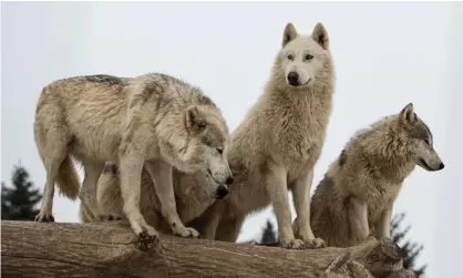  ?? Photograph: Lynn Bystrom/Getty Images/iStockphot­o ?? ‘According to the most recent data, there are only 108 wolves in Washington state, 158 in Oregon, and 15 in California. Wolves are functional­ly extinct in Nevada, Utah, and Colorado.’