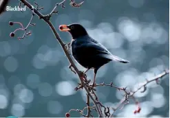  ??  ?? Blackbird