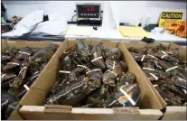  ?? ROBERT F. BUKATY — THE ASSOCIATED PRESS FILE ?? Lobsters are packed for shipment at the Lobster Company in Kennebunkp­ort, Maine. The lobsters are especially sought in winter in China because they are a popular delicacy on Chinese New Year, which is Feb. 1this year.