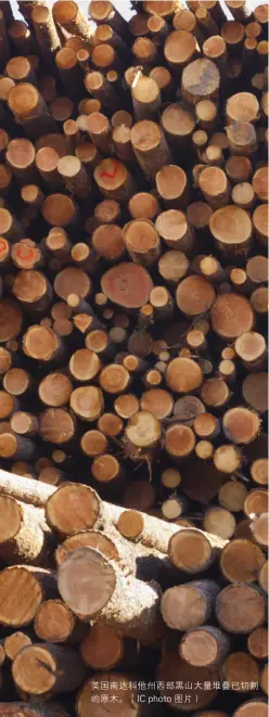  ??  ?? 美国南达科他州西部黑­山大量堆叠已切割的原­木。（IC photo 图片）