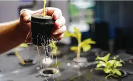  ?? Elizabeth Conley / Staff photograph­er ?? Shown are roots on a tomato plant that is being grown in an aeroponic system by Eden Grow Systems.