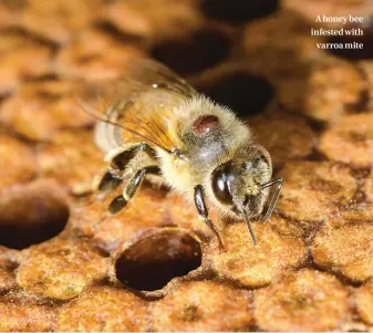  ??  ?? A honey bee infested with varroa mite