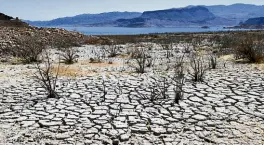  ?? Ethan Miller, Getty Images ?? Lake Mead is seen in the distance behind mostly dead plants in an area of dry, cracked earth that used to be underwater near Boulder Beach on June 12 in the Lake Mead National Recreation Area in Nevada.