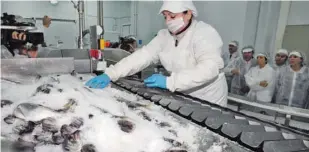  ??  ?? Pescaldía elabora en sus instalacio­nes pescados fileteados y empanados con la máxima frescura