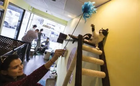  ?? BERNARD WEIL/TORONTO STAR ?? Milana Nadueva celebrates her 22nd birthday playing with Gargamel, a domestic shorthair mix at Tot the Cat Café, which opened Monday. The rescue cats are given a home environmen­t until they are adopted.