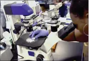  ?? DANIEL LINHART — THE VIRGINIAN-PILOT FILE ?? Nayla Fair, an intern at The Hampton University Cancer Research Center in Hampton, Va., examines cancer cells.