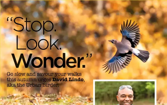  ?? LOVING THE LOCAL ?? ▲
GOLDEN MOMENTS
The most colourful member of the corvid family, the jay is a busy bird in autumn, as you’ll find out on page 65.
▶
Born and raised in London, David wants everyone to discover and cherish the wildlife outside their own front door.