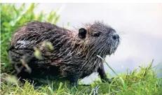  ?? FOTO: ANDREAS ARNOLD/DPA ?? Ein Nutria in natürliche­r Umgebung.