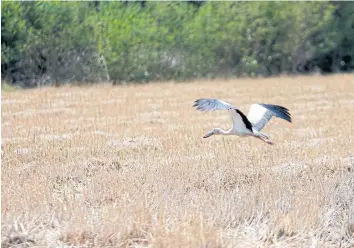  ?? PATTARAPON­G CHATPATTAR­ASILL ?? An Asian openbill is seen in drought-stricken rice fields in Ang Thong province. Many areas in the central region have experience­d drought this year.