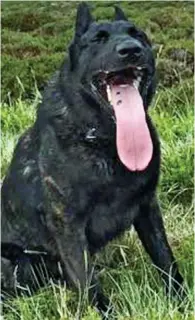  ??  ?? AFTER the long arm of the law, now meet the long tongue... This image of police dog Juno proved an arresting sight when Police Scotland posted it on Twitter.One user asked: ‘Does that have to be rolled up before going back in?’, while a second said: ‘Does he lick criminals into submission?’