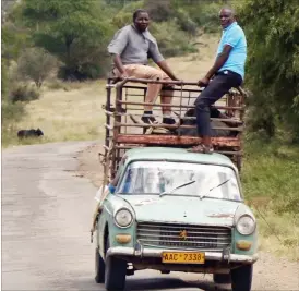  ??  ?? An antiquated Peugeot 404 carries a live cow and passengers along the Bulawayo-Nyamandlov­u Road recently. Two of the passengers, however, are sitting dangerousl­y on top of a cage in the vehicle’s loadbox