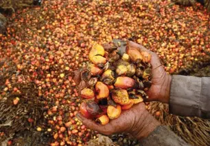  ?? (Antara Foto/Reuters) ?? A WORKER shows palm oil fruits at a palm oil plantation in Topoyo village in Mamuju, Indonesia, Sulawesi Island, earlier this year.