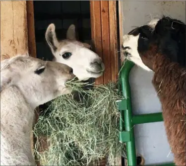  ?? SUSI HUELSMEYER-SINAY VIA AP ?? Ike the llama, middle, was rescued after three months on the loose in Yellowston­e National Park, is pictured with other llamas at Yellowston­e Llama in Bozeman, Mont. Susi Huelsmeyer-Sinay captured Ike on Sunday, saying she feared he would not survive the winter in the park. Ike’s owner, Beau Baty with Wilderness Ridge Trail Llamas of Idaho Falls, Idaho, said Ike’s rescuer was going to keep him.