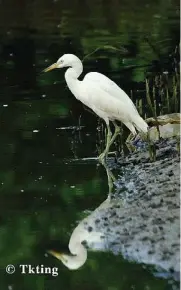  ??  ?? Chinese Egret: This globally threatened waterbird should be made the iconic bird of Bako-buntal Bay. - Photo courtesy of T K Ting of MNS.