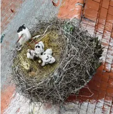  ?? Foto: Werner Burkhart ?? Auf dem Kirchturm in Gennach gibt es Storchenna­chwuchs. Auch wenn auf diesem Bild einer der Jungvögel von den Geschwiste­rn niedergedr­ückt ist, befindet sich die ser bei bester Gesundheit.