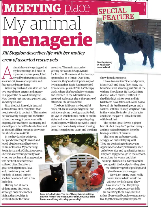  ??  ?? From left, clockwise: ‘The boss’ Ebony, friends settling down in front of the woodburner and Chihuahua-cross Rosie, a small dog with a big personalit­y! Monty playing in his winter wonderland