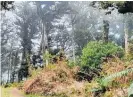  ?? ?? The hidden virgin forest in Wainuiomat­a could one day become an ecosanctua­ry to save native bird species.